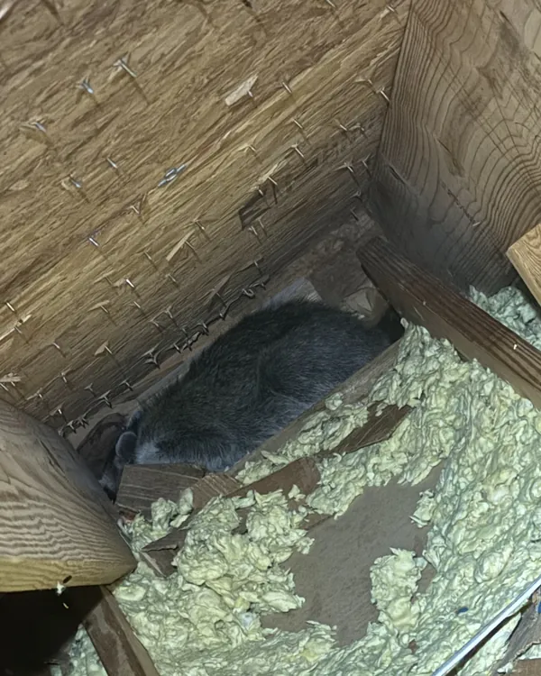 A raccoon curled up in the corner of an attic over spray-foam insulation