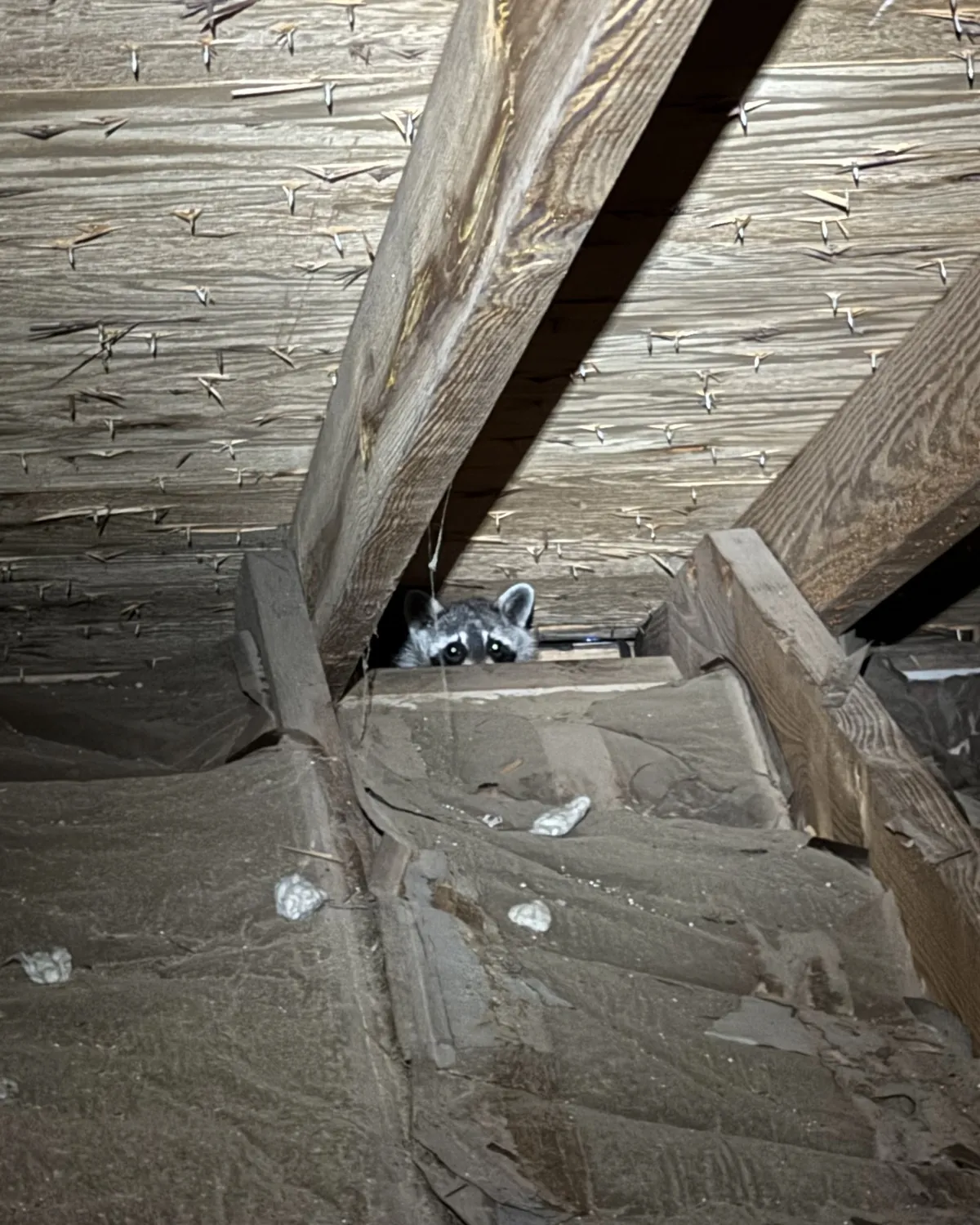 A raccoon peeking out from behind a rafter in a dusty attic