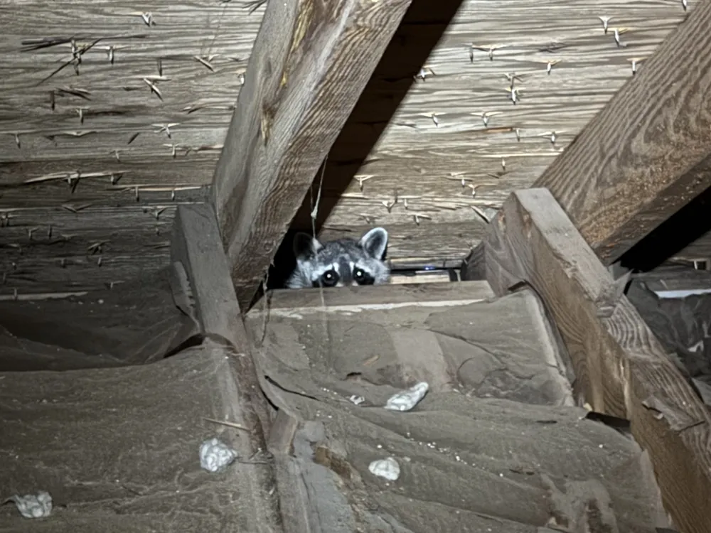 A raccoon peeking out from behind a rafter in a dusty attic