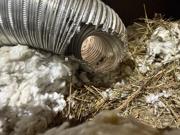 A nest of straw tangled in attic insulation beside a ventilation duct