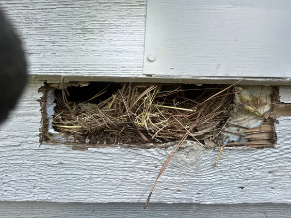 A nest of straw packed into a hole in the siding