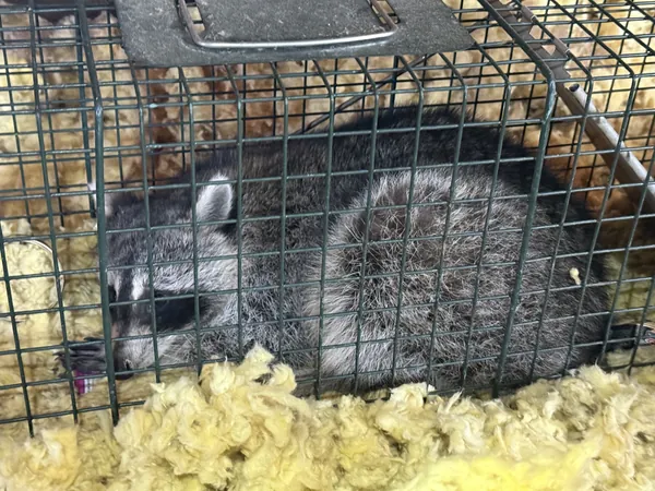 A raccoon resting in a live cage trap on a bed of attic insulation